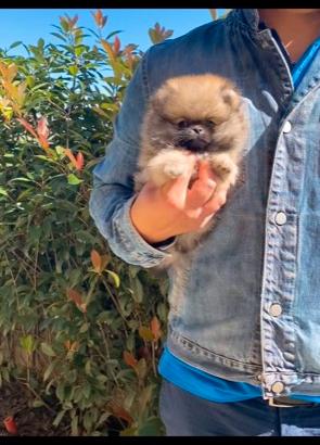 Volpino Pomerania Nano (Toy) PEDIGREE ENCI