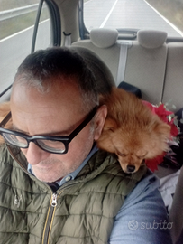 Autista C E CQC ADR Cisterna