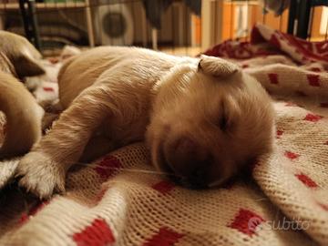 Cuccioli Golden Retriever