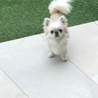 Maschietto pelo lungo