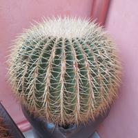 pianta grassa in vaso