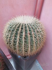 pianta grassa in vaso