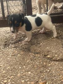 Jack russel