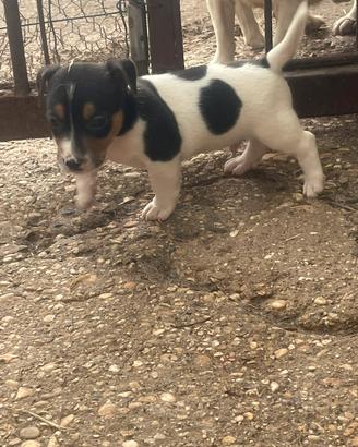 Jack russel