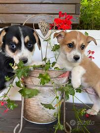Corgi Pembroke