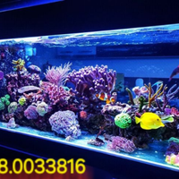 Manutenzione acquari