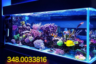 Manutenzione acquari