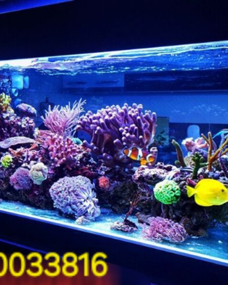 Manutenzione acquari