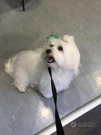 Maltese per accoppiamento