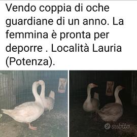 Coppia di oche guardiane
