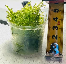 Muschio di Java Moss