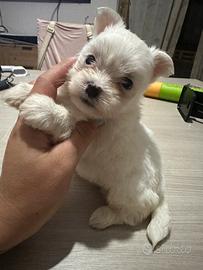 Maltese