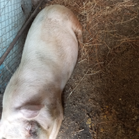Scrofa