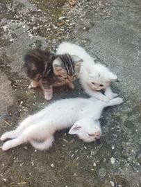 Gattini mix persiani
