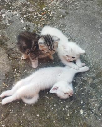 Gattini mix persiani