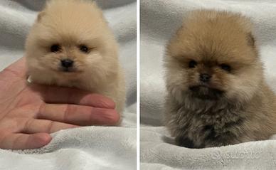 Spitz tedesco nano mini maschio con pedigree