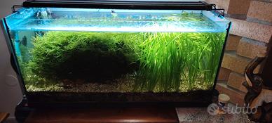 acquario in perfetto stato  compreso di tutto 