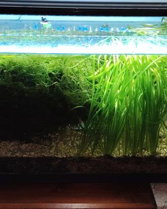 acquario in perfetto stato  compreso di tutto 