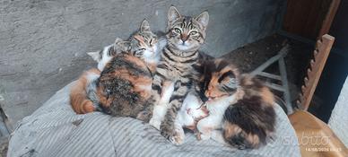 Gattini