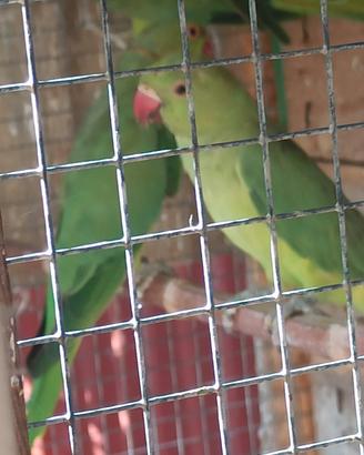 Femmine parrocchetto