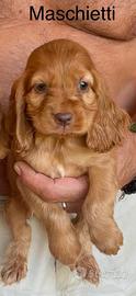 Cocker spaniel cuccioli