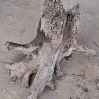 TRONCO ALBERO GRANDE CARATTERISTICO