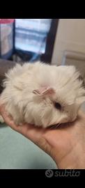 Cavia bianca