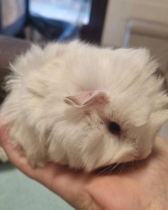 Cavia bianca