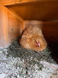 Cocincina nana pulcini