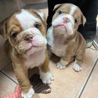 Cuccioli di Bulldog Inglese Esotici