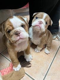Cuccioli di Bulldog Inglese Esotici