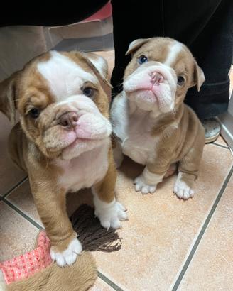 Cuccioli di Bulldog Inglese Esotici