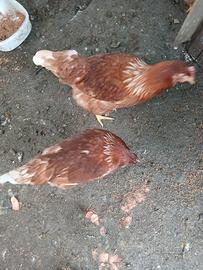 Galline
