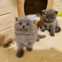 British shorthair e longhair blue