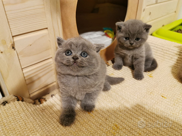 British shorthair e longhair blue