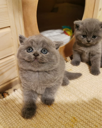 British shorthair e longhair blue