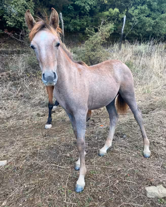 Puledro incrocio arabo
