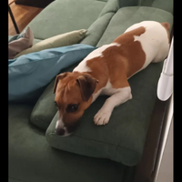 Bel Jack russel per la monta