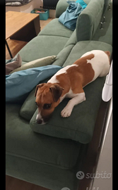 Bel Jack russel per la monta