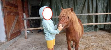 Giovane pony intero