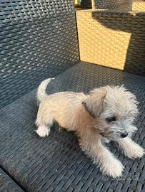 Cane maltese toy