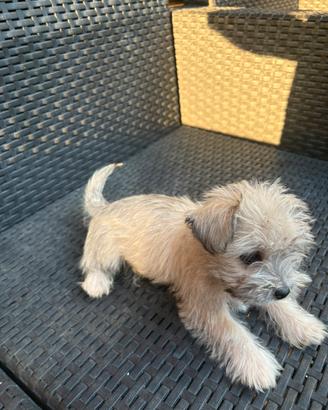 Cane maltese toy