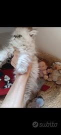 Gattino persiano