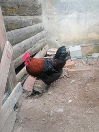 Galli marans wyandotte piemontese