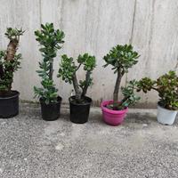 Piante grasse crassula
