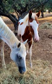 Cavallo paint occhi azzurri
