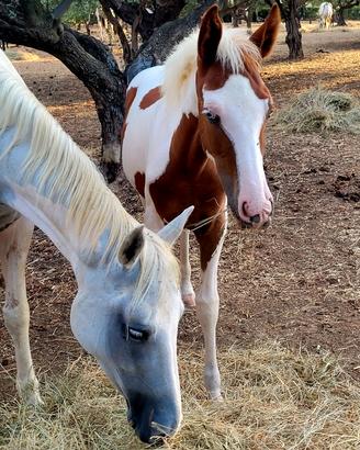 Cavallo paint occhi azzurri