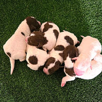 Cuccioli di lagotto romagnolo con pedigree roi