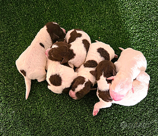 Cuccioli di lagotto romagnolo con pedigree roi