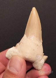 Dente Fossile Squalo antenato Megalodonte 